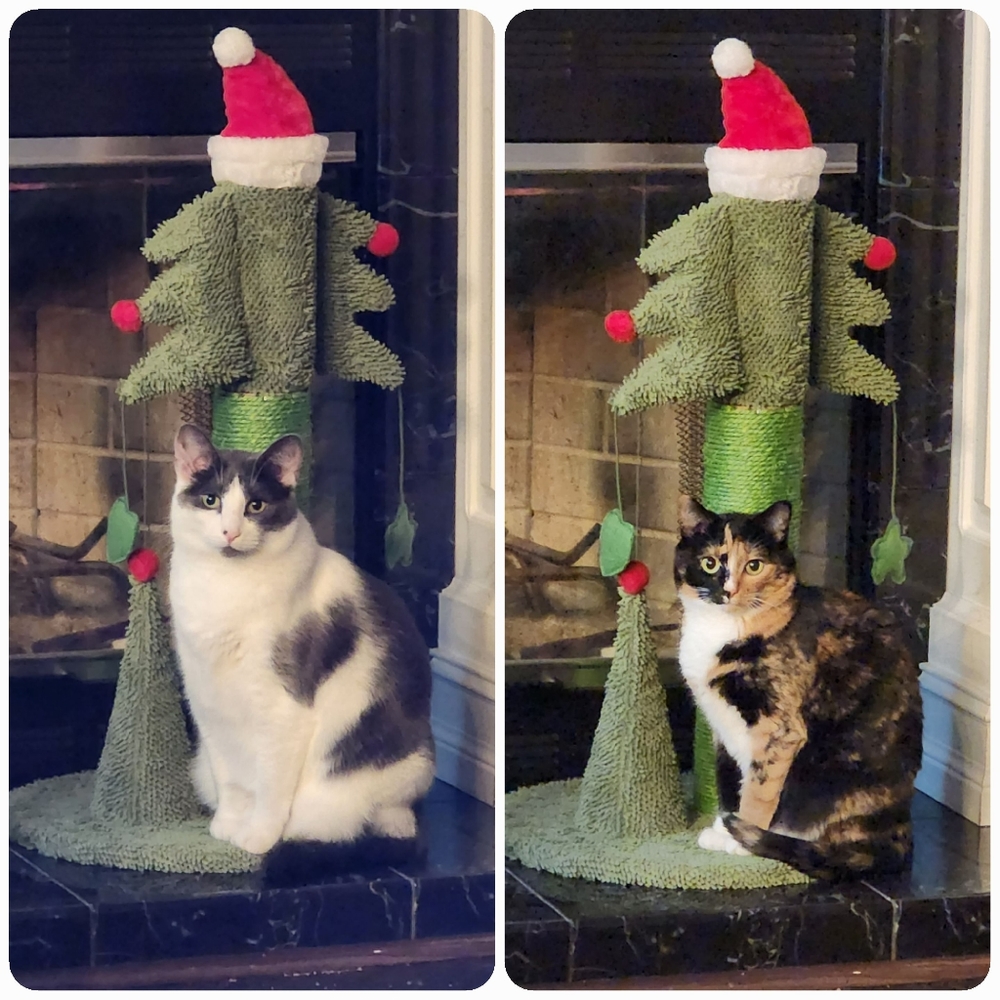 😻 Meet Your Posher's Cats! 😻 - Picture 2 of 16